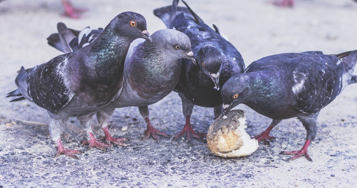 Another reason not to feed pigeons – your food is poison?