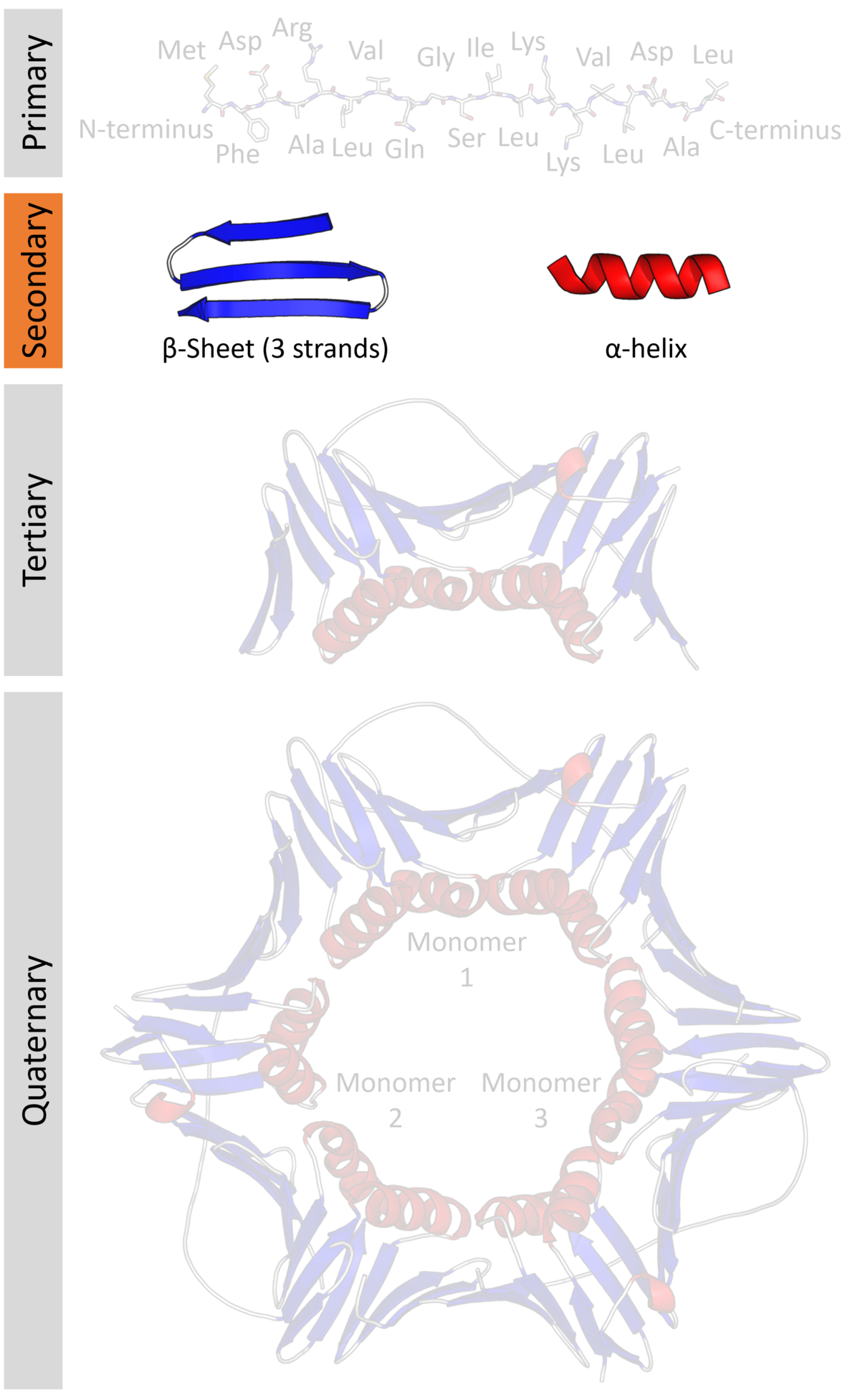 Protein secondary structure