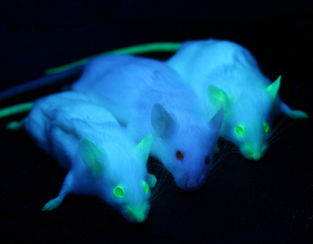 Green fluorescent protein聽(GFP)