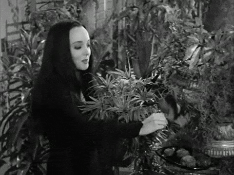 Plant breeders’ rights