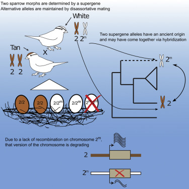 Divergence and functional degradation of a sex chromosome-like supergene (the sparrow with four sexes)