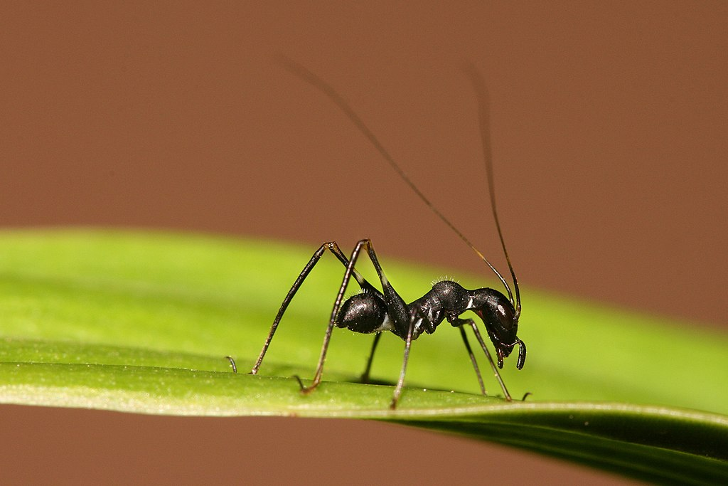 Ant-Mimicking Orthoptera: Crickets, Grasshoppers, Etc. Wiki