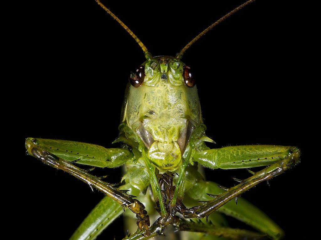 Katydids Have The Biggest Balls of All Wiki