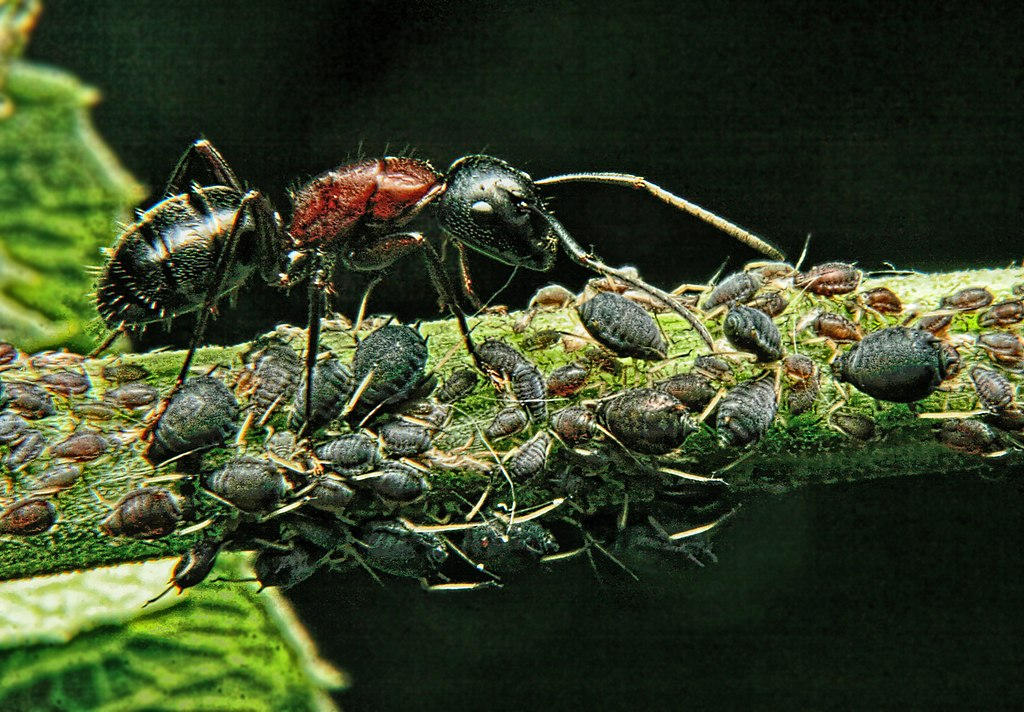 Ants and Aphids Wiki