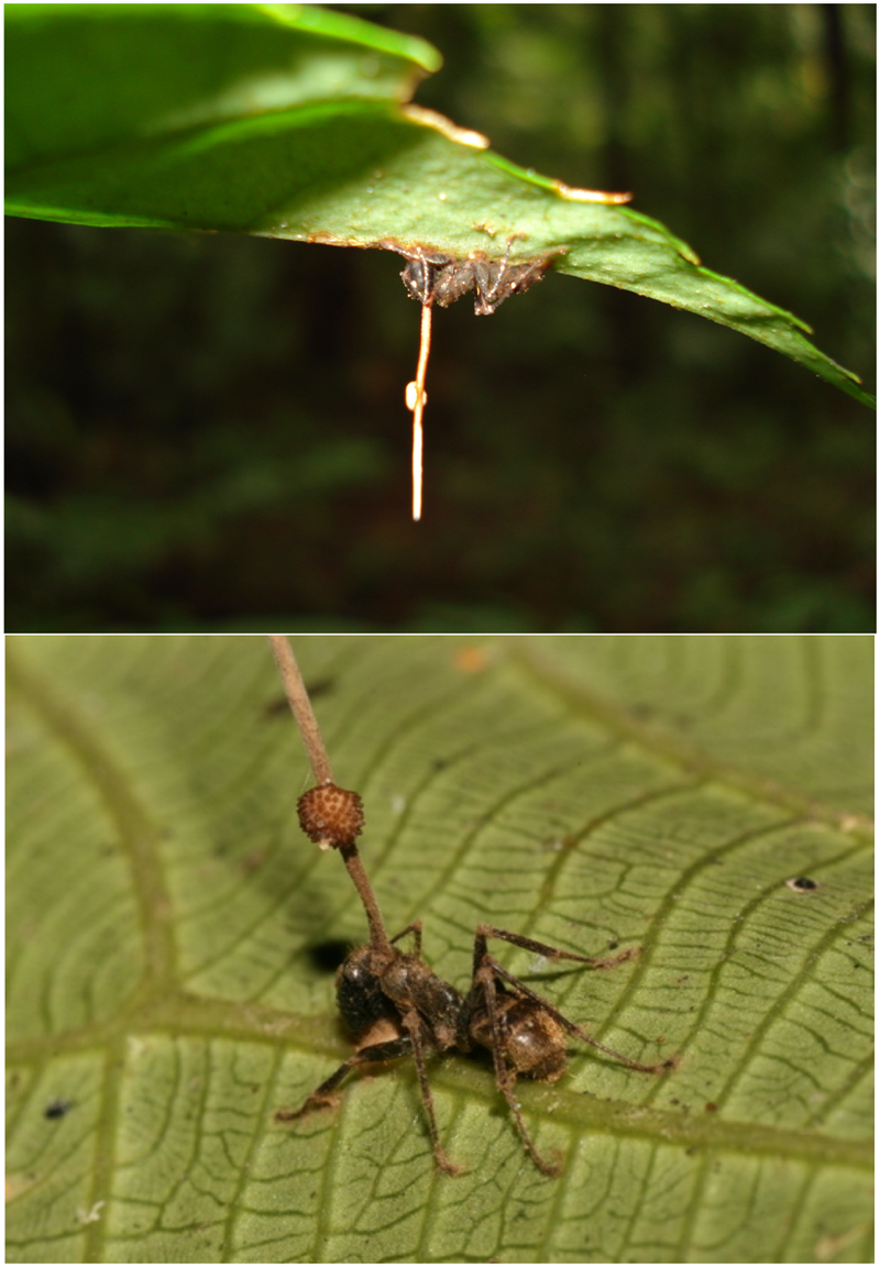 Zombie Ant Fungus “Medicinal potential”