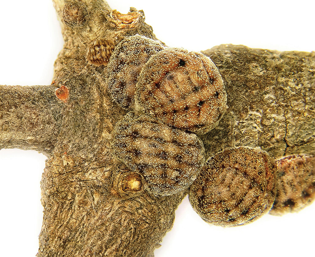 Kermes is a genus of scale insects in the order Hemiptera