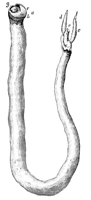 Shipworms, termites of the sea