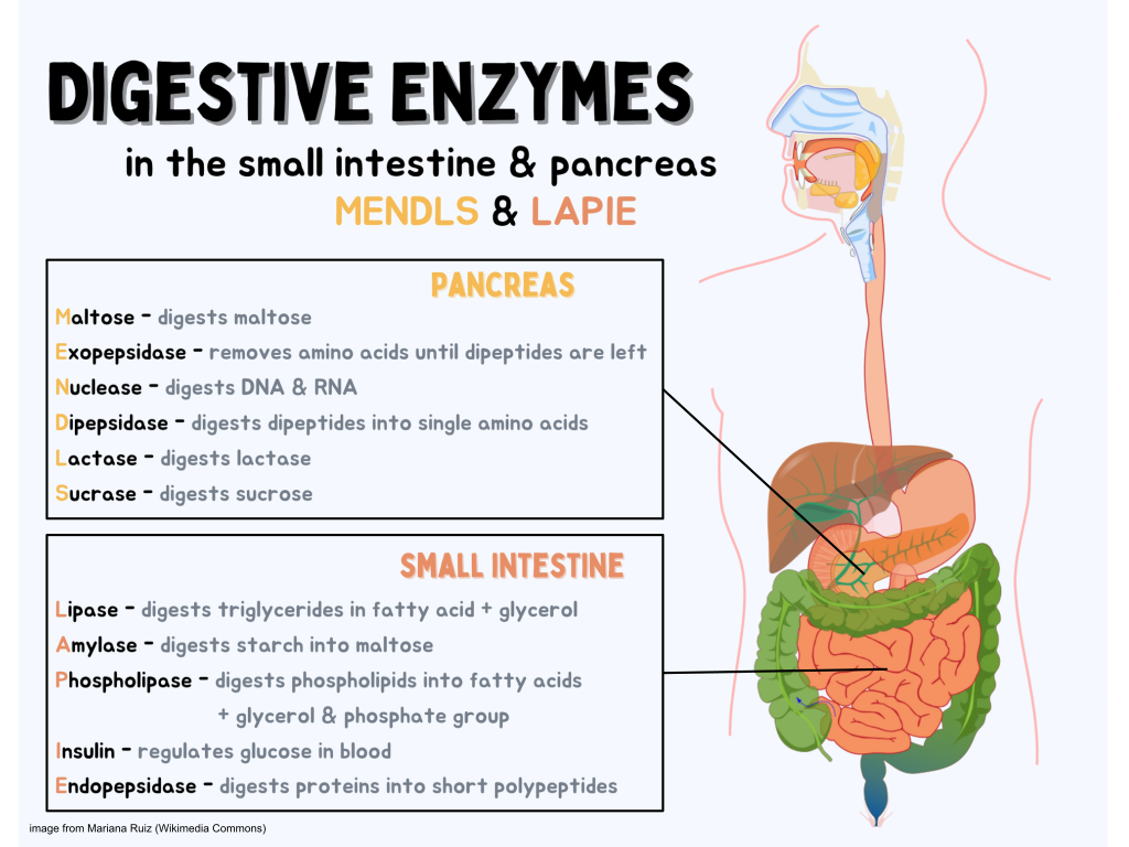 Digestive enzymes