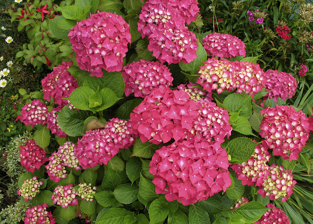 Hydrangea macrophylla 
