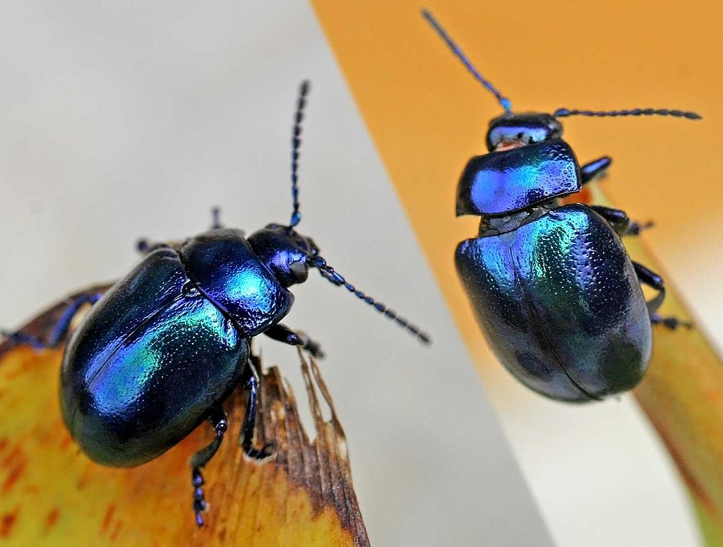 Chrysolina Beetles Have Cardiac Glycosides (Including Xylose) in Their Defensive Glands