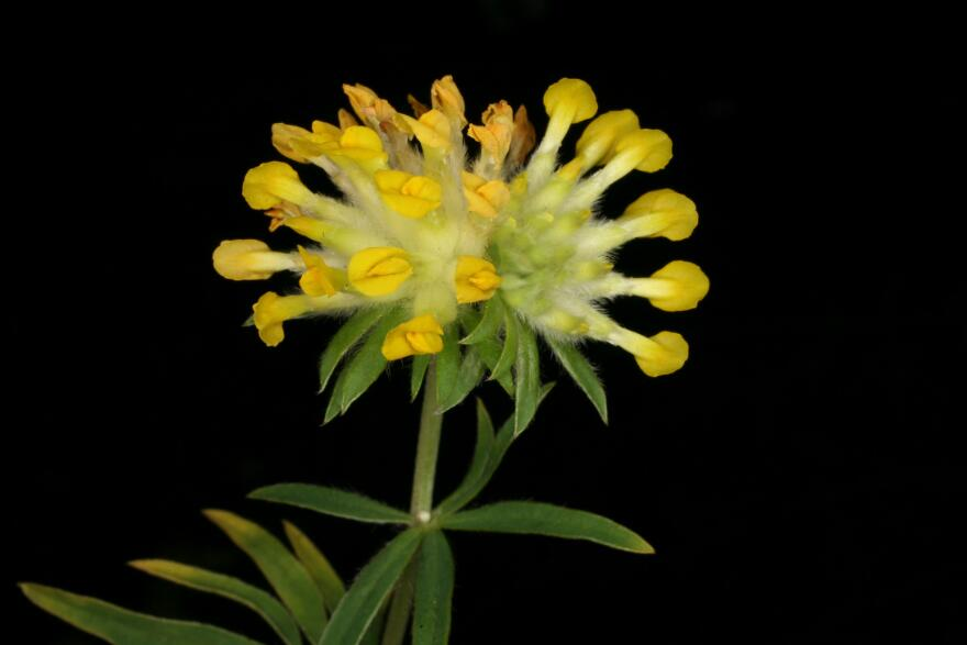 Anthyllis vulneraria L. Fabaceae. Kidney vetch, woundwort. ‘vulneraria’ means ‘wound healer’