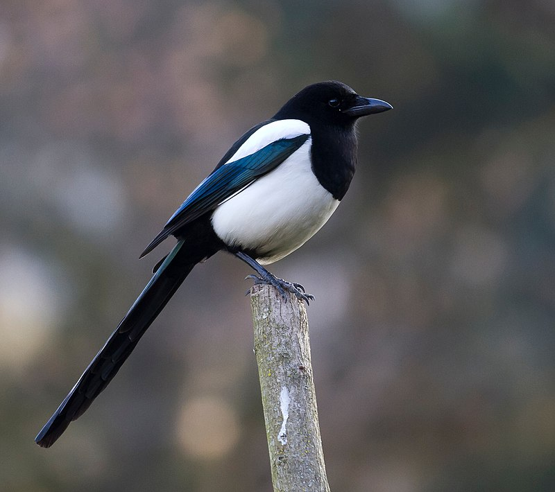 Magpie (bird)