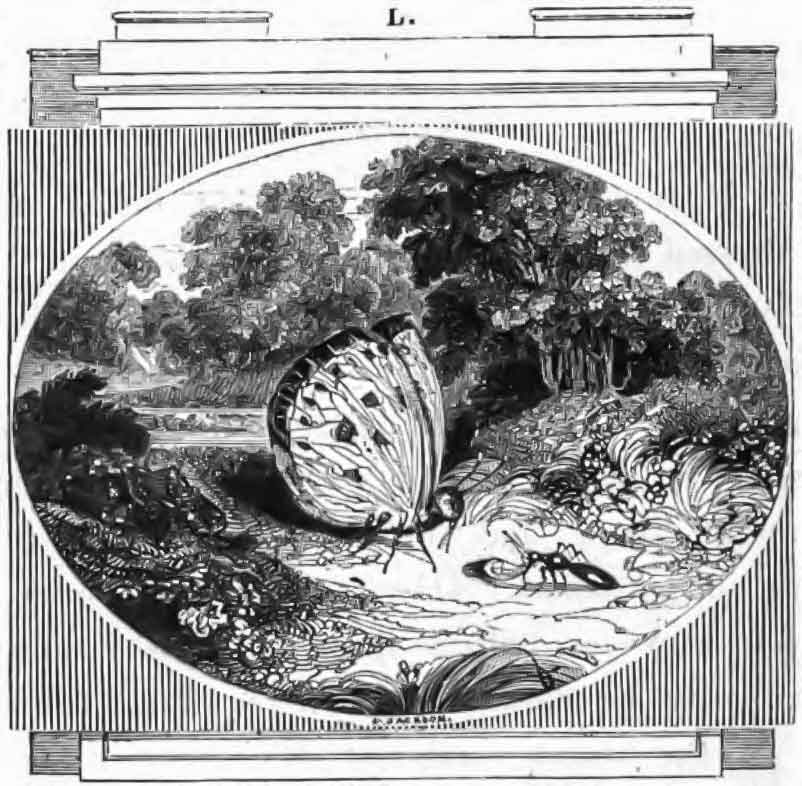 The Ant and the Caterpillar