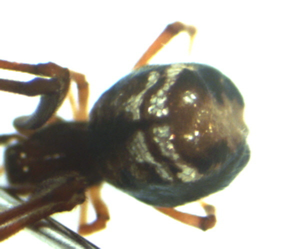 Argyrodes pluto is a species of cobweb spider  and kleptoparasite