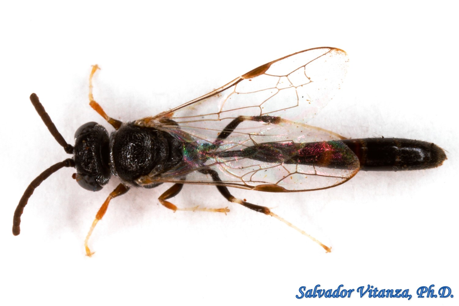 Pluto is a genus of aphid wasps