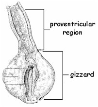 The lactating birds and the bees (gastrin, pepsin, etc)