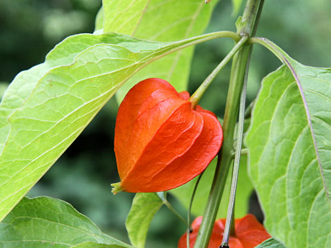 Alkekengi aka Chinese Lantern is a Species of Flowering Plant in the Nightshade Family