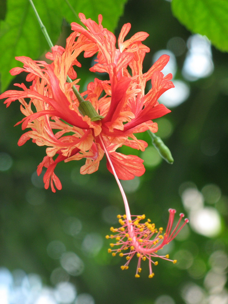 Hibiscus schizopetalus aka Japanese lantern is a species of Hibiscus