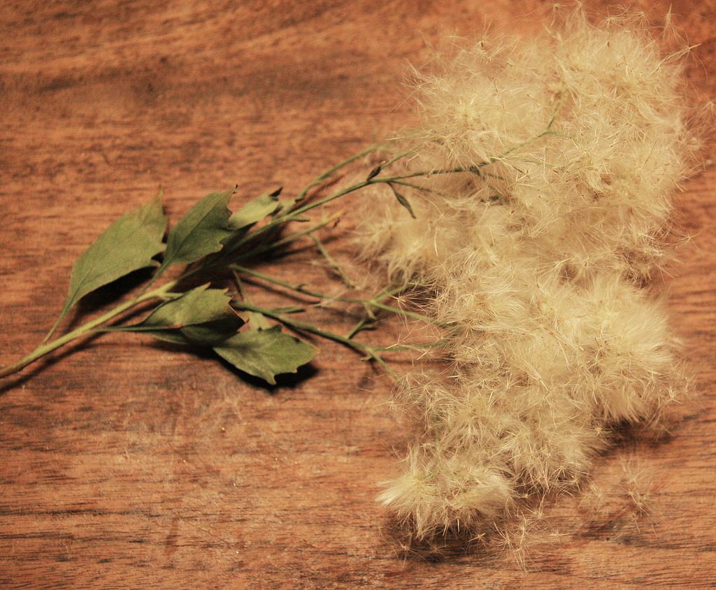 Baccharis is a聽genus聽of聽perennials聽and聽shrubs聽in the聽aster family (Asteraceae)