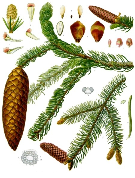 Piceol聽Is a Phenolic Compound Found in the Needles and in Mycorrhizal Roots of Norway Spruce and More