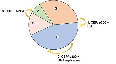 CBP has two critical mechanisms by which it is able to regulate gene expression: as an acetyltransferase, and as a protein scaffold