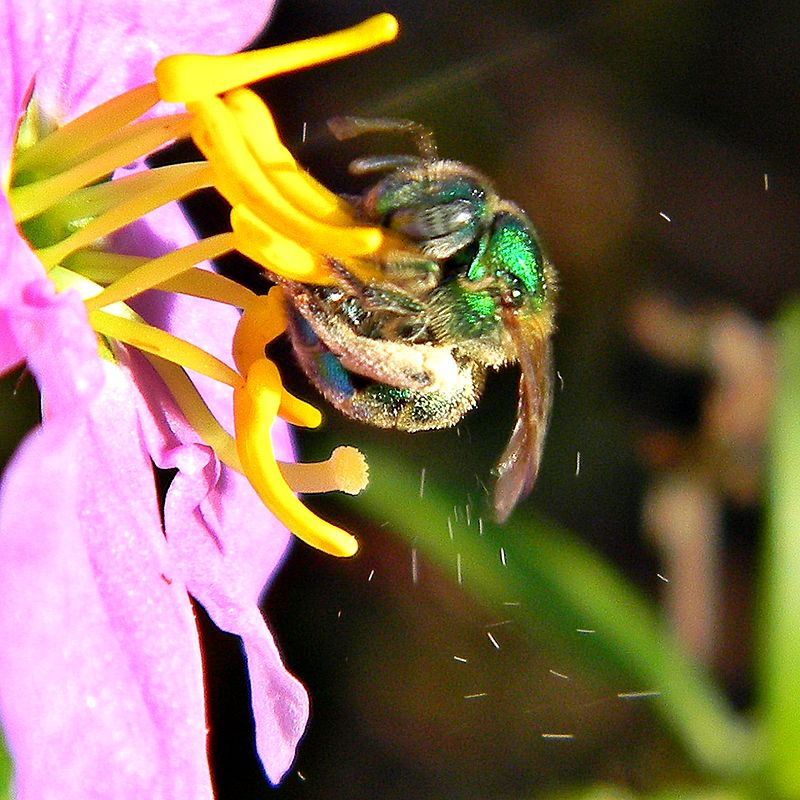 Buzz Pollination or Sonication