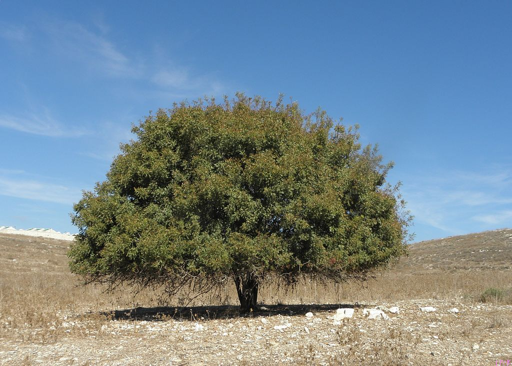 Pistacia terebinthus aka the terebinth and the turpentine tree