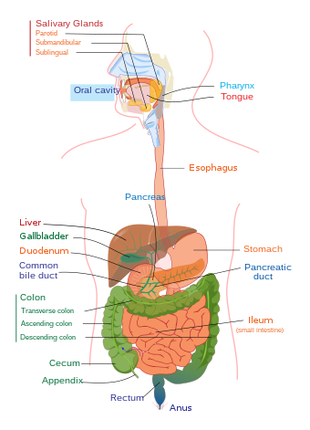 Physiology of the gastrointestinal system