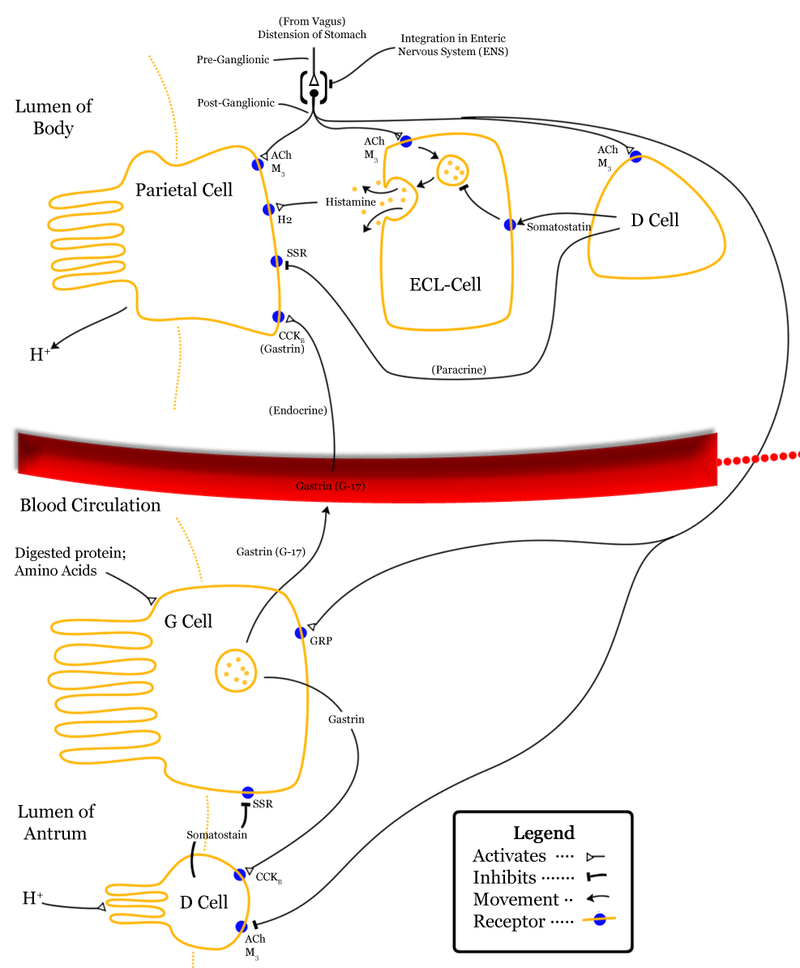 Delta cells (δ-cells or D cells) are somatostatin-producing cells