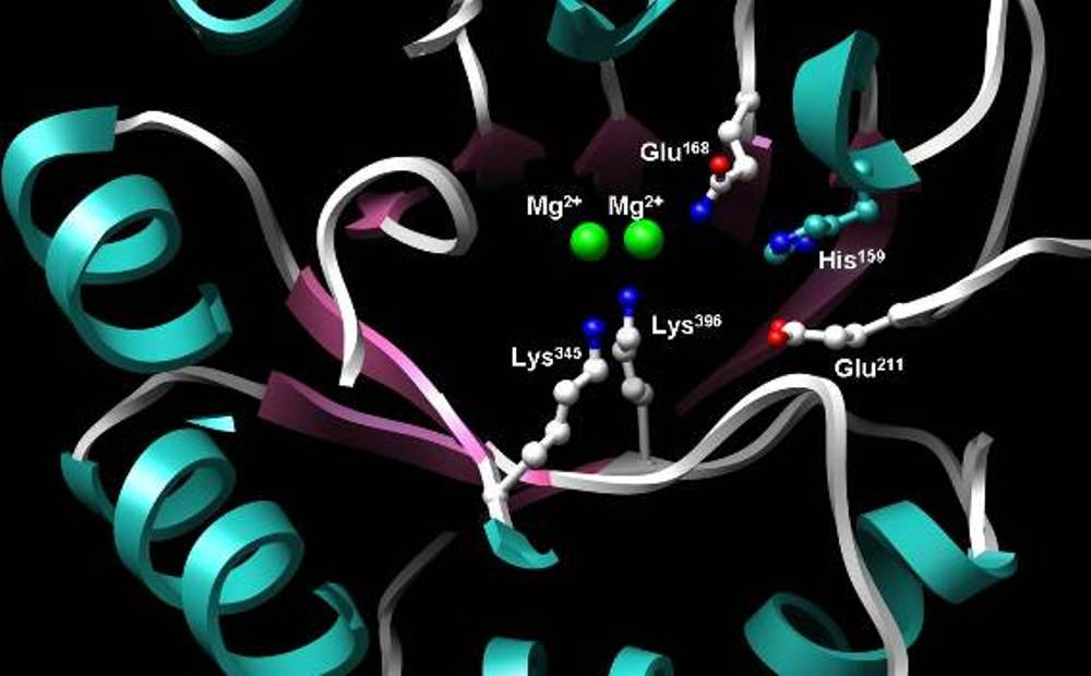Phosphopyruvate hydratase, aka enolase, is a metalloenzyme that catalyses the conversion of 2-phosphoglycerate (2-PG) to phosphoenolpyruvate (PEP), the ninth and penultimate step of glycolysis