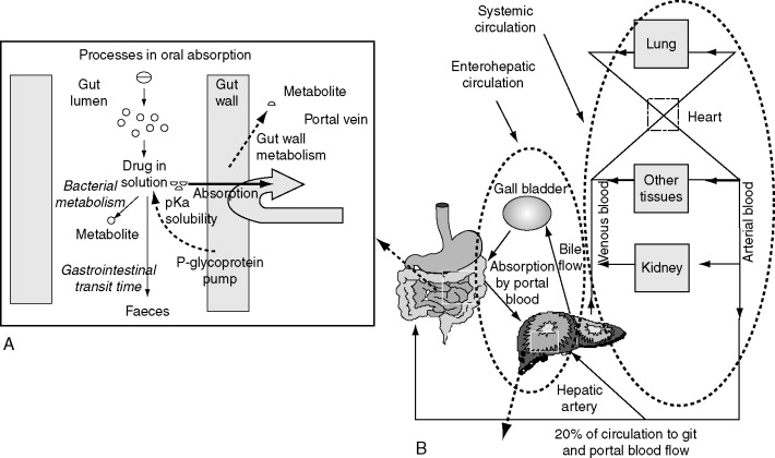 Enterohepatic circulation