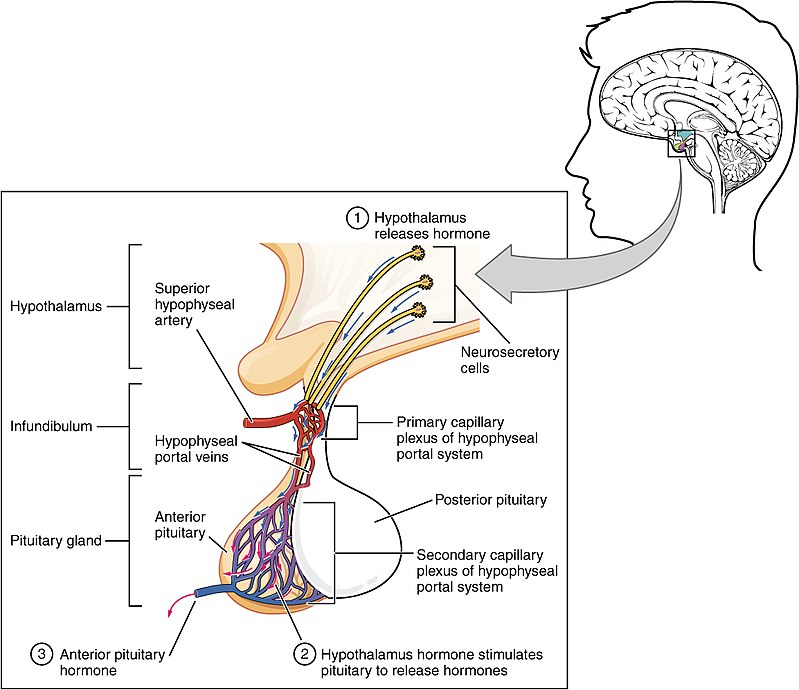 Adenohypophysis regulates several physiological processes, including stress, growth, reproduction, and lactation