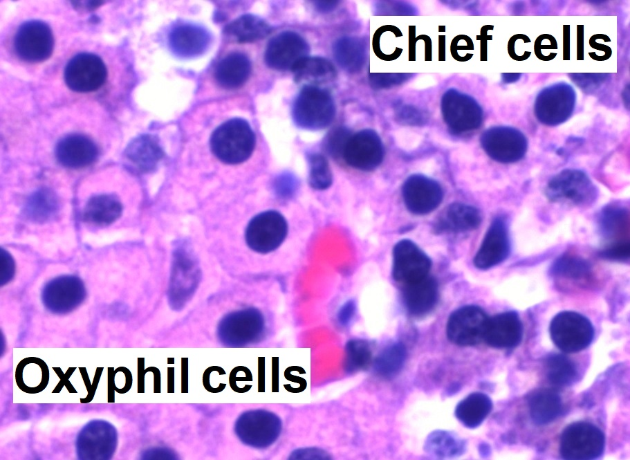 The chief cells of the parathyroid glands sense the amount of calcium in the blood, and release the calcium-increasing hormone parathyroid hormone (PTH) accordingly