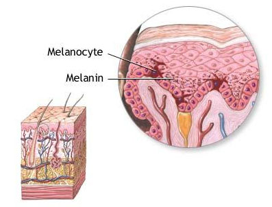 APUD System Cells May Include Melanocytes Wiki