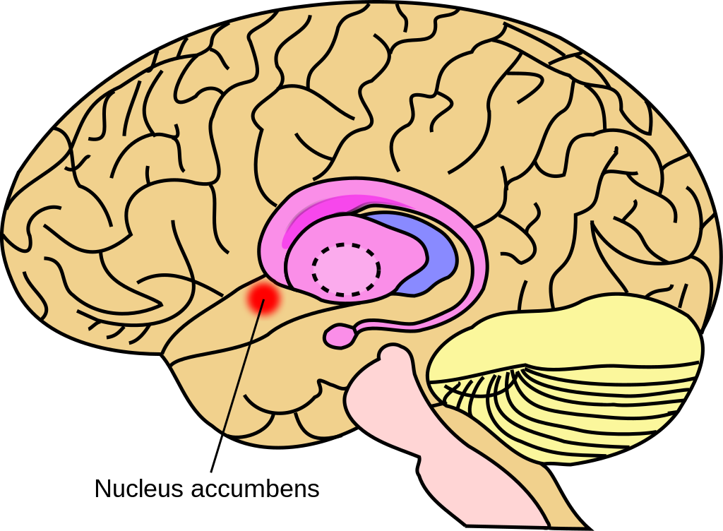 Nucleus accumbens aka accumbens nucleus
