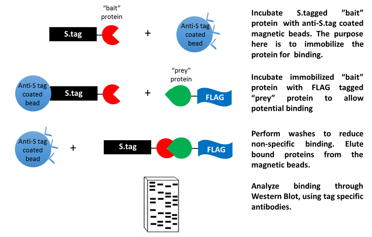 What is Immunoprecipitation (IP)?