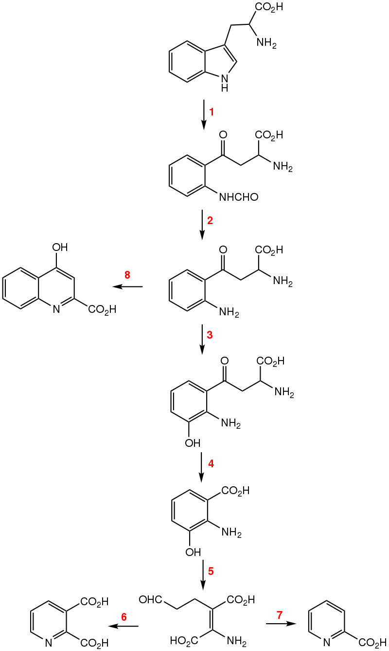 Ommochrome (Visual Pigment) and Kynurenine (L-Tryptophan Metabolite Used in Production of Niacin)