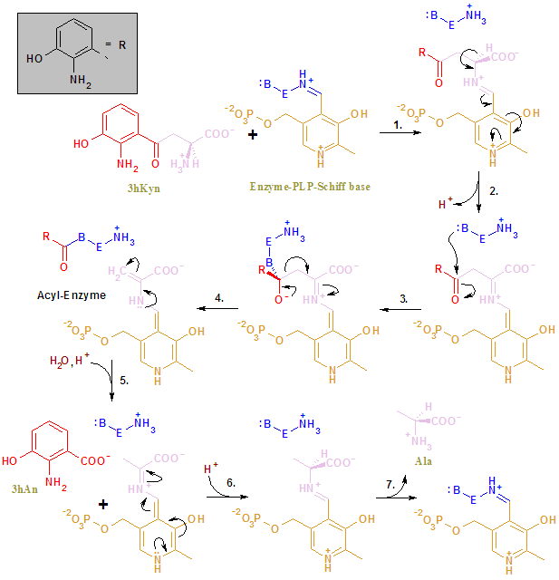 Kynureninase or L-Kynurenine hydrolase (KYNU) is part of the pathway for the catabolism of Trp and the biosynthesis of NAD cofactors from tryptophan (Trp).