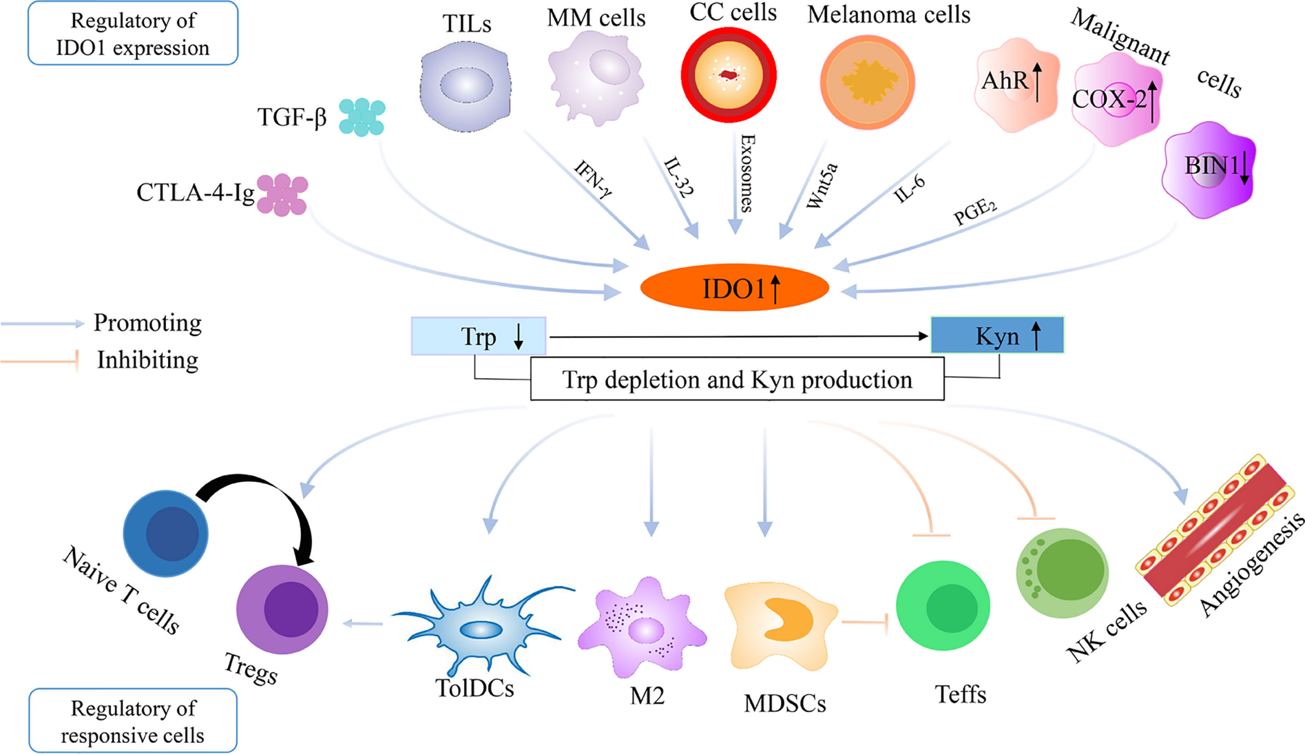 Indoleamine-pyrrole 2,3-dioxygenase (IDO or INDO) is involved in tryptophan metabolism