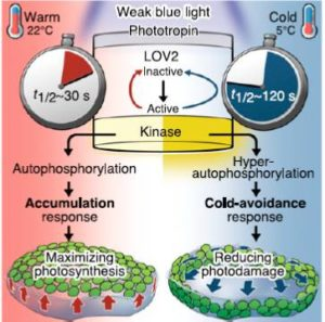 Phototropins are part of the phototropic sensory system in plants that causes various environmental responses in plants