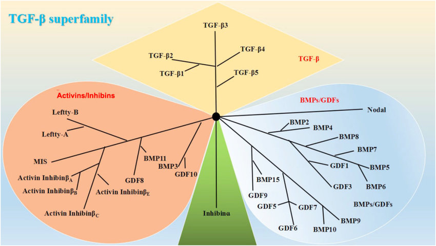 The transforming growth factor beta receptors