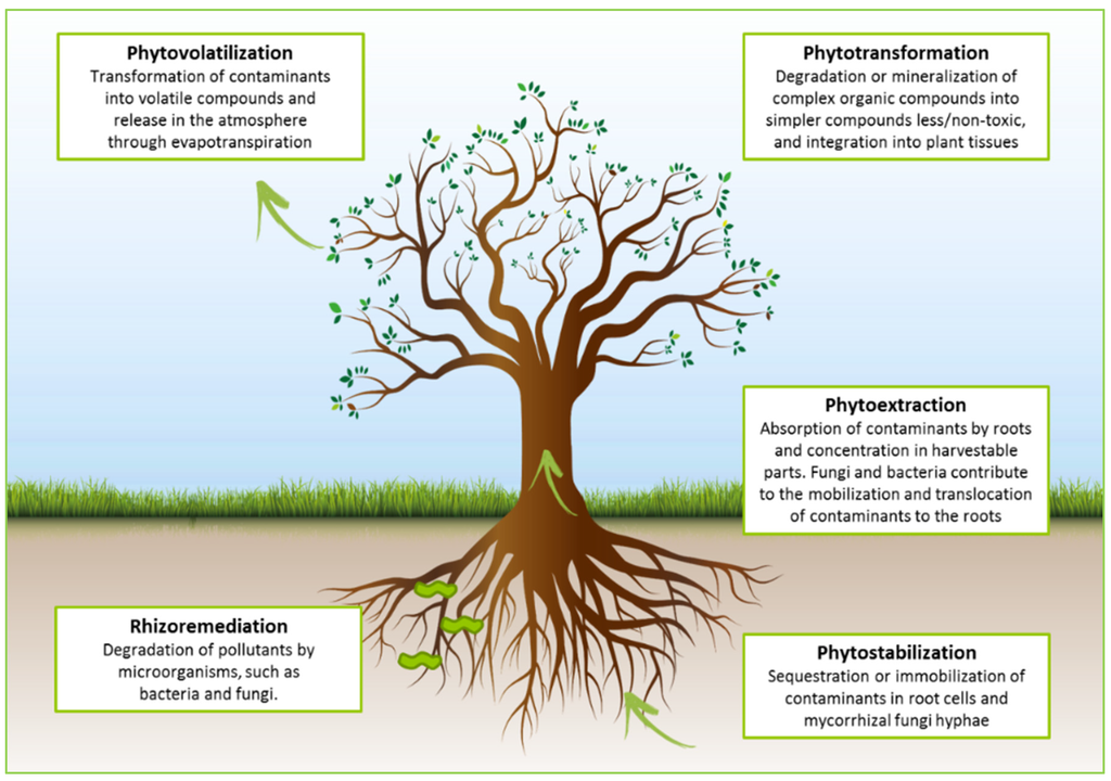 Phytoremediation is the use of green plants and the associated microorganisms to remove or render harmless toxic environmental contaminants