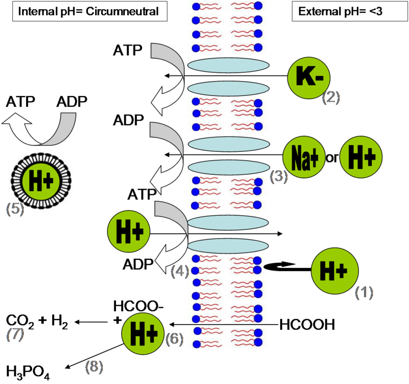 Acidophiles in acid mine drainage