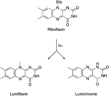 Riboflavin聽and its breakdown products interact with DNA, making this system attractive in the photodisinfection of blood and blood products聽
