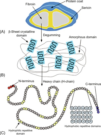 Sericin is a protein created by Bombyx mori (silkworms) in the production of silk