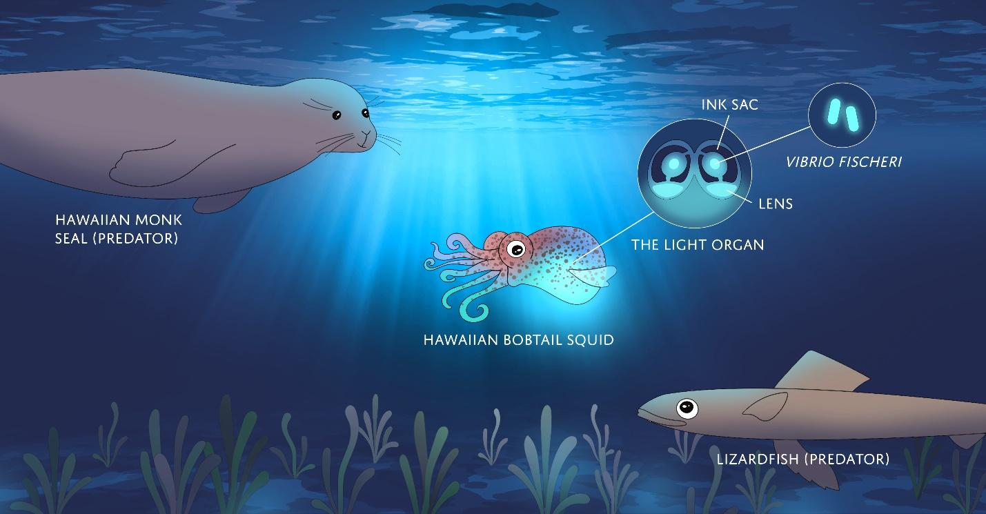 Aliivibrio fischeri (aka Vibrio fischeri), a bioluminescent bacteria and a glowing squid