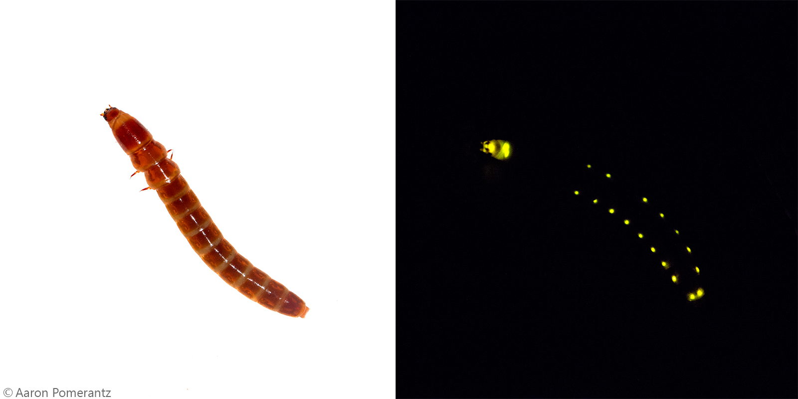 Railroad Worms, Glowworm Beetles and Apple Maggots Wiki