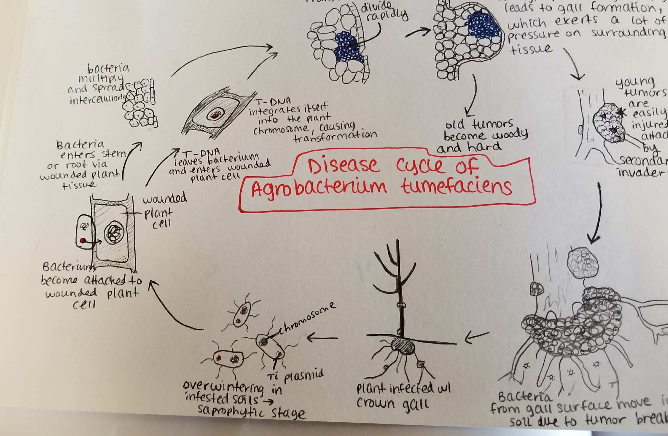 Bacterial diseases of hazelnut (Corylus avellana & Corylus spp.) and more