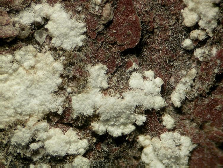 Weddellite and Whewellite