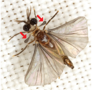Halteres Are Club-Shaped Organs on Flying聽Insects聽That Give Data About Body Rotation During Flight